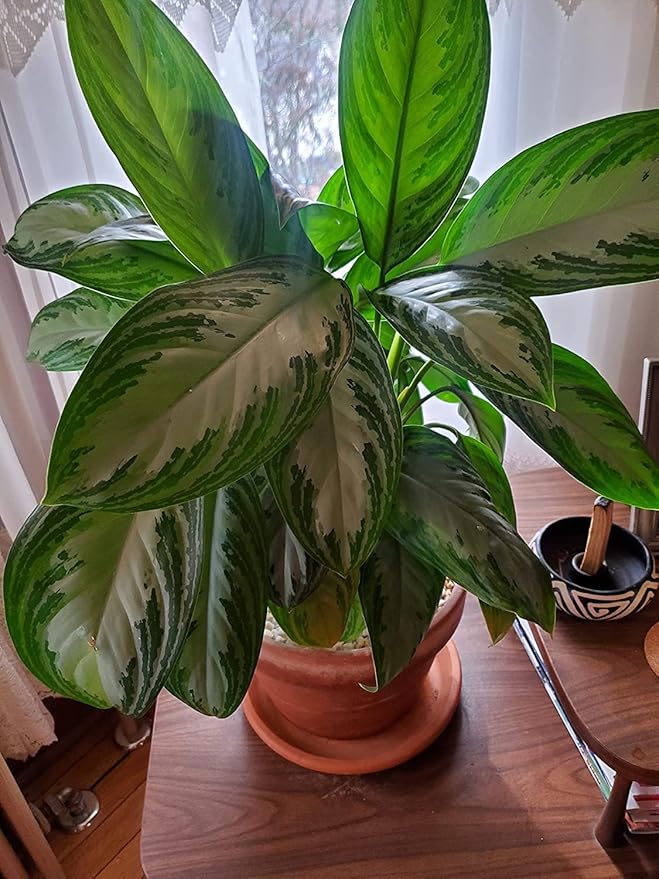 Liqui-Dirt Natural Potting Soil Bio-Organic Mix for Indoor & Outdoor Plants - Ideal for Monstera, Succulents, Orchids, Cactus, and More