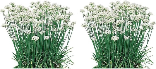 Burpee Garlic Organic Chives Seeds 300 Seeds (Pack of 2)