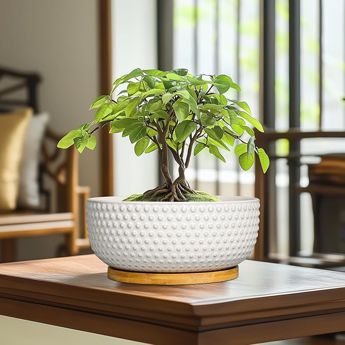 Succulent Pots 8 Inch - Ceramic Bonsai Planters for Indoor Plants, Plant Pot with Drainage Hole and Saucer, Shallow Round Flower Planter, Modern Room Decor, Gifts for Plant Lover, White