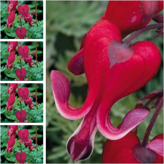 CHUXAY GARDEN Bright Red Dicentra Spectabilis Seed 25 Seeds Rare Color Bleeding Heart Unique Flower Plant Exotic Charm Great Courtyard Flower