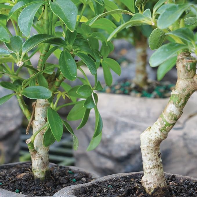 Brussel's Live Dwarf Hawaiian Umbrella Indoor Bonsai Tree on Double Rock - 3 Years Old; 6" to 10" Tall with Decorative Container, Humidity Tray & Deco Rock
