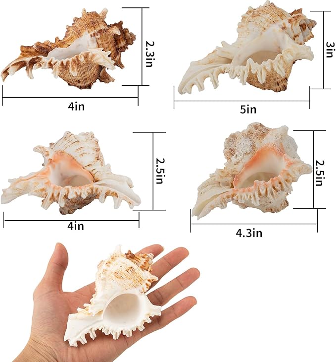 4 Pack Conch Sea Shell Air Plant Holders- 4-5 inches Natural Airplant Pot, Decorative Tillandsia Succulent Display Container for Gardening Gifts Home Table Decors Beach Theme Party, No Plants