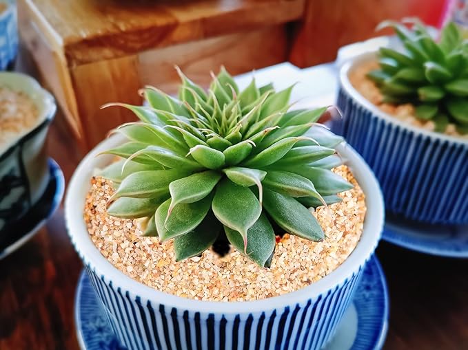 1-3mm Fine Silica Sand, Boniosz 2.4lb Horticultural Sand Potting Sand Soil for Plants, Aquariums, Fire Pits, Terrariums, Bonsai Succulent Cactus & Garden Sand Grit - Gardening Landscape Rocks