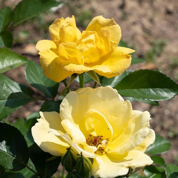 1 Gallon Knock Out Easy Bee-zy Rose Plant with Bright Yellow Flowers