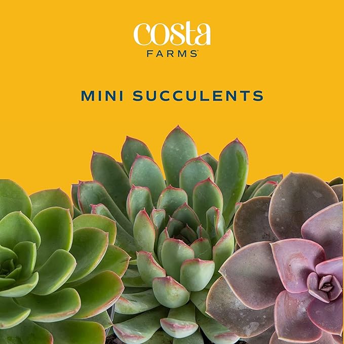 Costa Farms Succulents (25 Pack), Live Mini Succulent Plants, Grower's Choice Live House Plants, Potted in Nursery Plant Pots, Potting Soil Mix, Bulk Baby Shower, Bridal Shower Gift, DIY, Party Favors