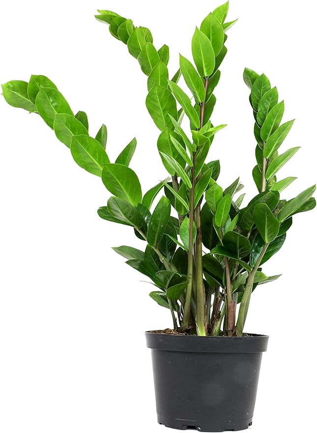 6" ZZ Plant Zamioculcas Zamiifolia, ZZ Plants Live House Plants Indoors Live House Plants Indoors, Indoor Plants Live, Real Live Plants Indoor Plants Live Houseplants Live Indoor by Plants for Pets