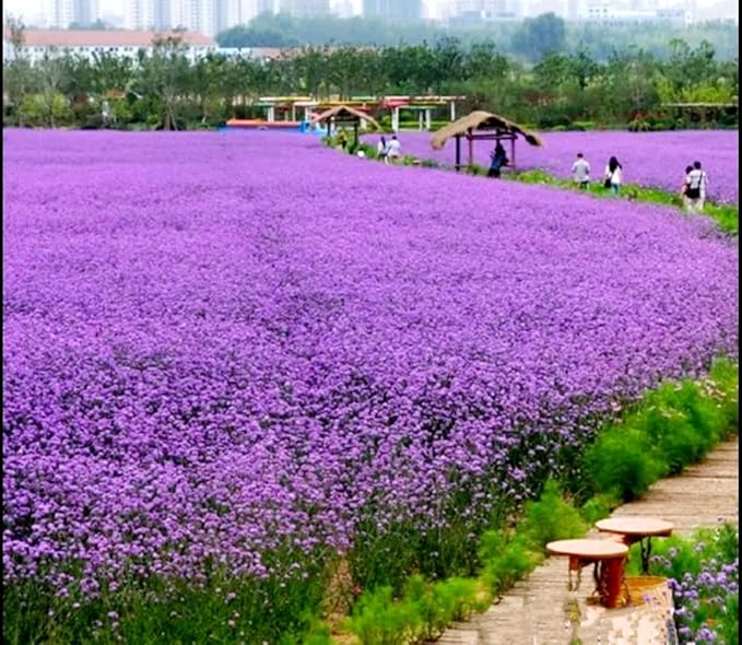 12000 Blue Vervain Flower Seeds Verbena Purpletop Vervain Verbena Officinalis