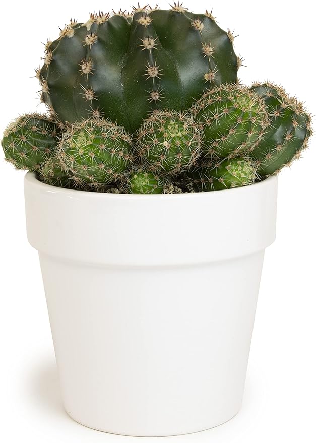 Cactus Plants Live in White Succulent Planter Pot, Live Cactus in Cactus Soil Potting Mix, Live Mini Cactus Succulents Plants Live Cacti, Cactus Live Succulents in Cactus Plant Pot by Plants for Pets