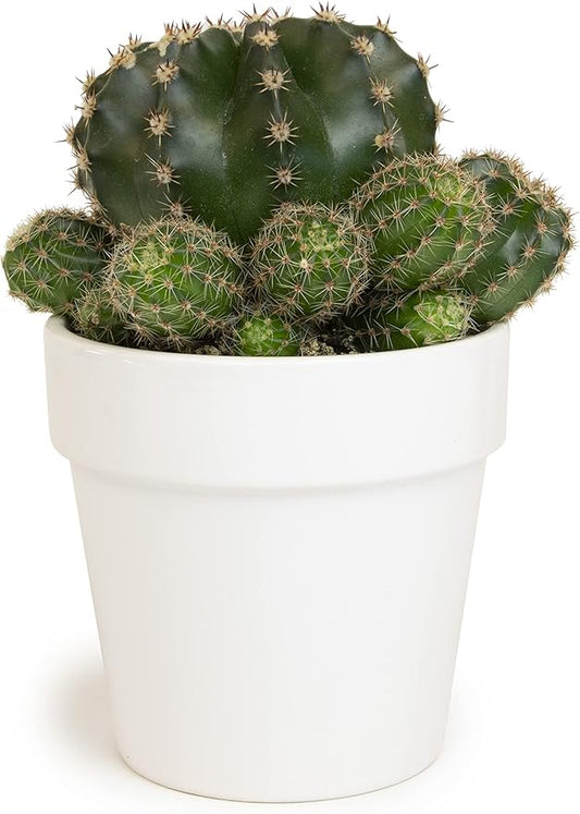Cactus Plants Live in White Succulent Planter Pot, Live Cactus in Cactus Soil Potting Mix, Live Mini Cactus Succulents Plants Live Cacti, Cactus Live Succulents in Cactus Plant Pot by Plants for Pets