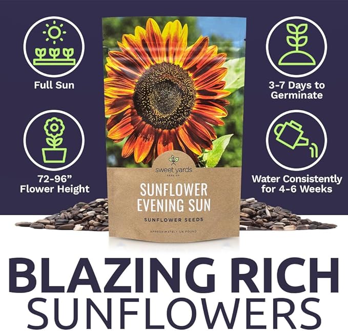 Evening Sun Sunflower Seeds - Bulk 1/4 Pound Bag - Over 5,000 Fresh Open Pollinated Non-GMO Flower Seeds - Helianthus annus - Large Glowing Blooms