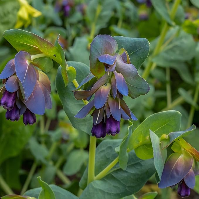 Outsidepride 50 Seeds Annual Cerinthe Major Honeywort Flower Seeds for Planting