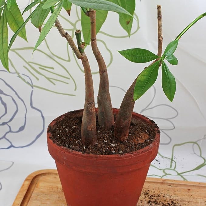 Organic Money Tree Soil Mix 4qt, Indoor Plants Potting Mix for All Potted Money Tree, Grow Healthy houseplants Indoors