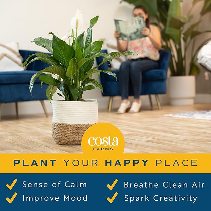 Costa Farms Peace Lily, Spathiphyllum Live Indoor Plant, 24-Inches Tall, in White Decor Planter