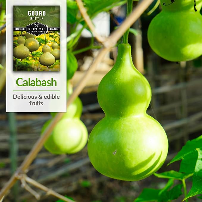 Bottle Gourd Seed for Planting - 2 Packets with Instructions to Plant & Grow Birdhouse or Calabash Gourds in Your Home Vegetable Garden - Non-GMO Heirloom Variety Plant Seed - Survival Garden Seeds