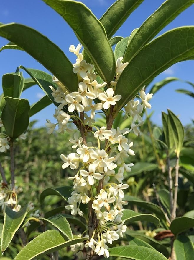 PERFECT PLANTS Tea Olive Live Plant, 1 gallon, Green