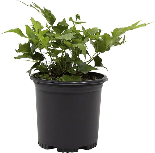 Holly Fern Plants Live Houseplants, Ferns Live Plants Indoor Plants Live Houseplants, Live Fern Plant Low Light House Plants Indoors Live Outdoor Plants and Flowers, House Plant by Plants for Pets