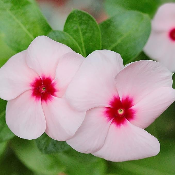 Catharanthus Roseus Seeds Rosy Periwinkle Perennial Annual Attracts Butterflies Rabbit Resistant Borders Patio Containers Outdoor 100Pcs Mixed Colors Flower Seeds by YEGAOL Garden