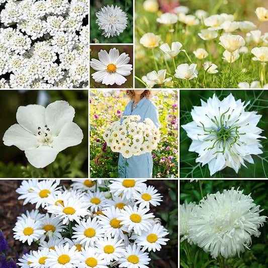 Eden Brothers Cloud 9 Flower Mixed Seeds for Planting, 1 lb, 480,000+ Seeds with White Candytuft, Cosmos Purity | Attracts Pollinators, Plant in Spring or Fall, Zones 3, 4, 5, 6, 7, 8, 9, 10