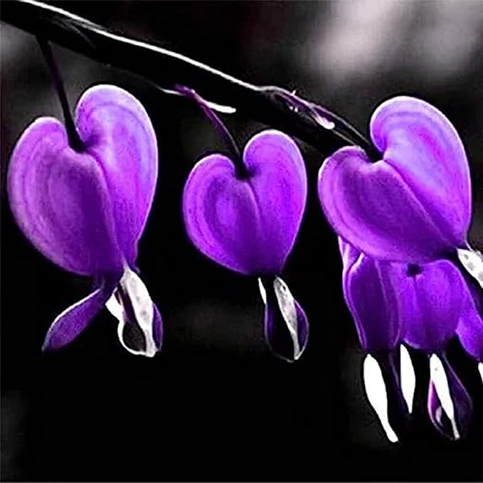 CHUXAY GARDEN Purple Bleeding Heart Seed 10 Seeds Stunning Flowering Plant Great Ornamental Features Exotic Charm Courtyard Flower