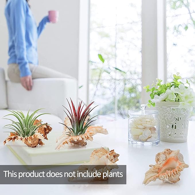 4 Pack Conch Sea Shell Air Plant Holders- 4-5 inches Natural Airplant Pot, Decorative Tillandsia Succulent Display Container for Gardening Gifts Home Table Decors Beach Theme Party, No Plants