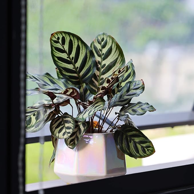 8 Inch Ceramic Planter for Indoor Plants - Plant Pots with Drainage Holes - Modern Minimalist Flower Pot for Succulents and Herbs