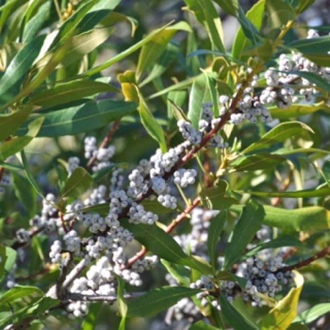 CHUXAY GARDEN 10 Seeds Bayberry Plant,Wax Myrtle Dense Deciduous Shrub Rare Striking Landscaping Plant