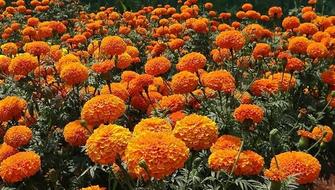 Set of 50 Cut Flower - Mixture Annual Flower Seed Packets - Perfect for Creating Your Dream Garden! - Includes 50 Packets of Cut Flower - Mixture Seeds!