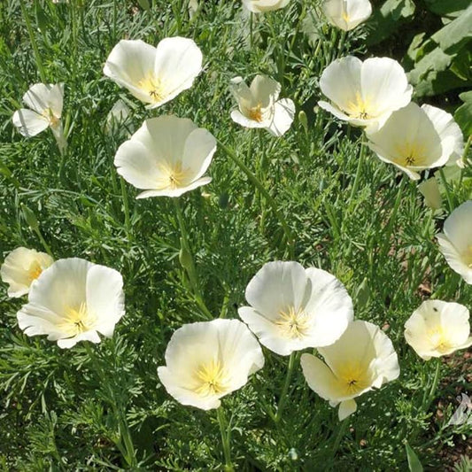 Outsidepride 5000 Seeds Annual Eschscholzia California Poppy White Linen Wild Flower Seeds