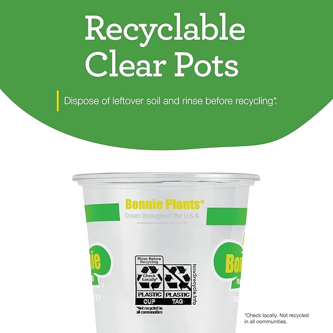 Bonnie Plants Jalapeno Hot Pepper Live Vegetable Plants - 4 Pack, Most Popular Chile Pepper, Non-GMO, 24 - 48 Inch Plants, 3 Inch Pepper Size