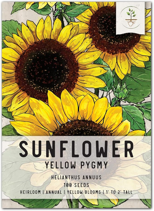 Seed Needs, Yellow Pygmy Sunflower Seeds - 100 Heirloom Seeds for Planting Helianthus annuus - Dwarf Flowering Plants to Attract Butterflies & Bees, Excellent Cut Flowers (1 Pack)