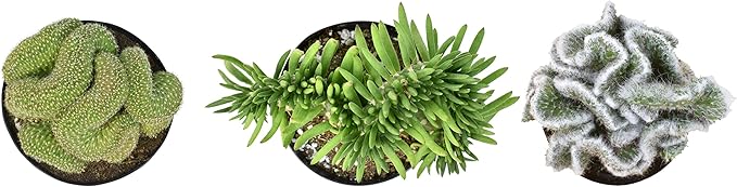 Altman Plants, Crested Live Cactus Plants Live Succulents (3PK), Cactus Plant Live Indoor Plants Live Houseplants, Live Plants Indoor Real Cacti Decor, Indoor House Plants Live Succulents Plants Live