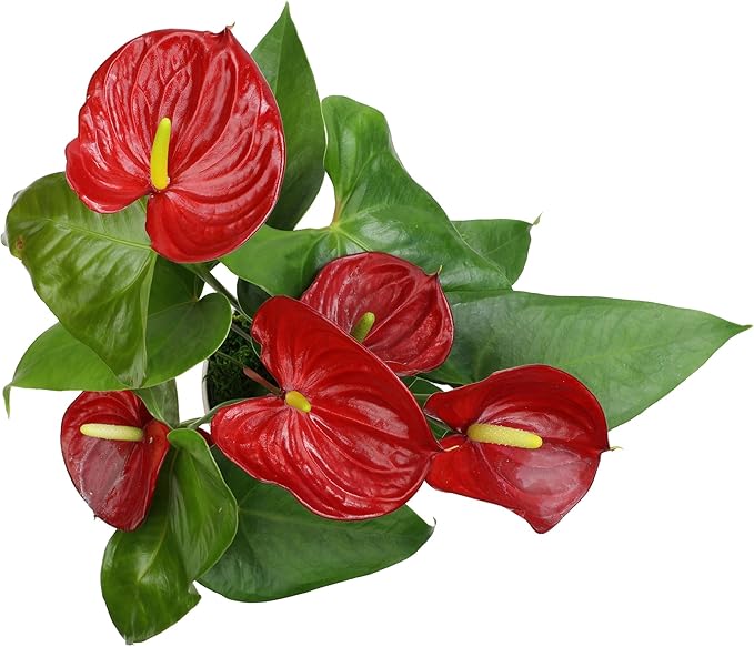 6" Red Anthurium Live Plant Decor, Live House Plants, Anthuriums Live Plants Indoor Plants Live Houseplants, Real Plants Indoor Live Plants, Easy Plant Lover Gifts for Plant Lovers by Plants for Pets