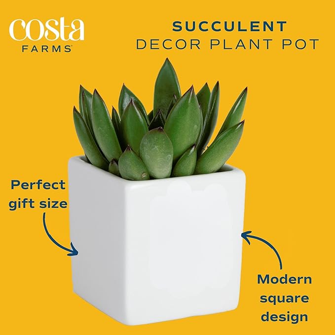 Costa Farms Mini Succulent Live Indoor Plant, Easy to Grow Echeveria Succulent Houseplant in Cute Decor Plant Pot, Tabletop Succulents Office or Room Decor, Housewarming, 4-Inches Tall