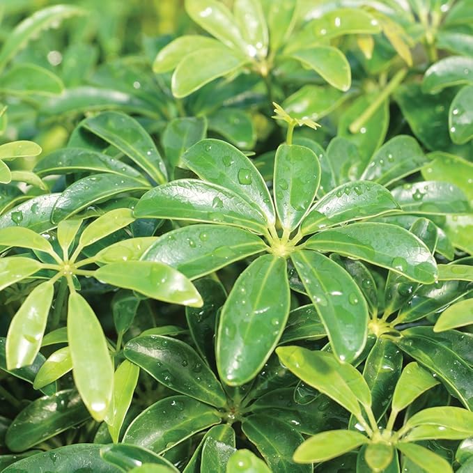 Brussel's Bonsai Live Hawaiian Umbrella Bonsai Tree - Medium, 5 Year, 6 to 10 Inches - Indoor Bonsai Tree with Water Bonsai Pot and Bonsai Tray