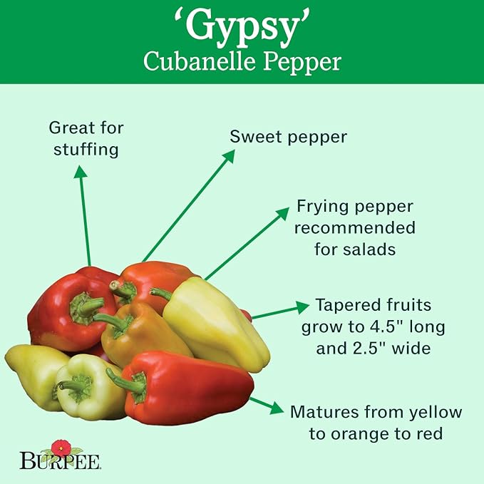 Burpee Gypsy Sweet Pepper Seeds 30 seeds