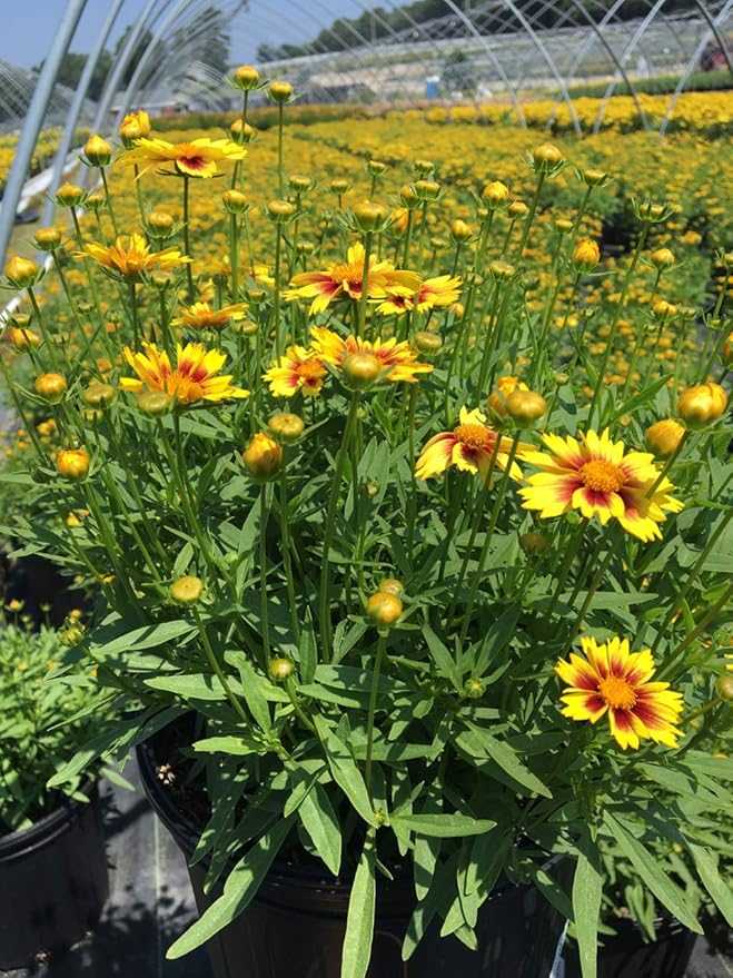 Coreopsis LI'L BANG 'Enchanted Eve' (Tickseed) Perennial, yellow orange & red flowers, #1 - Size Container