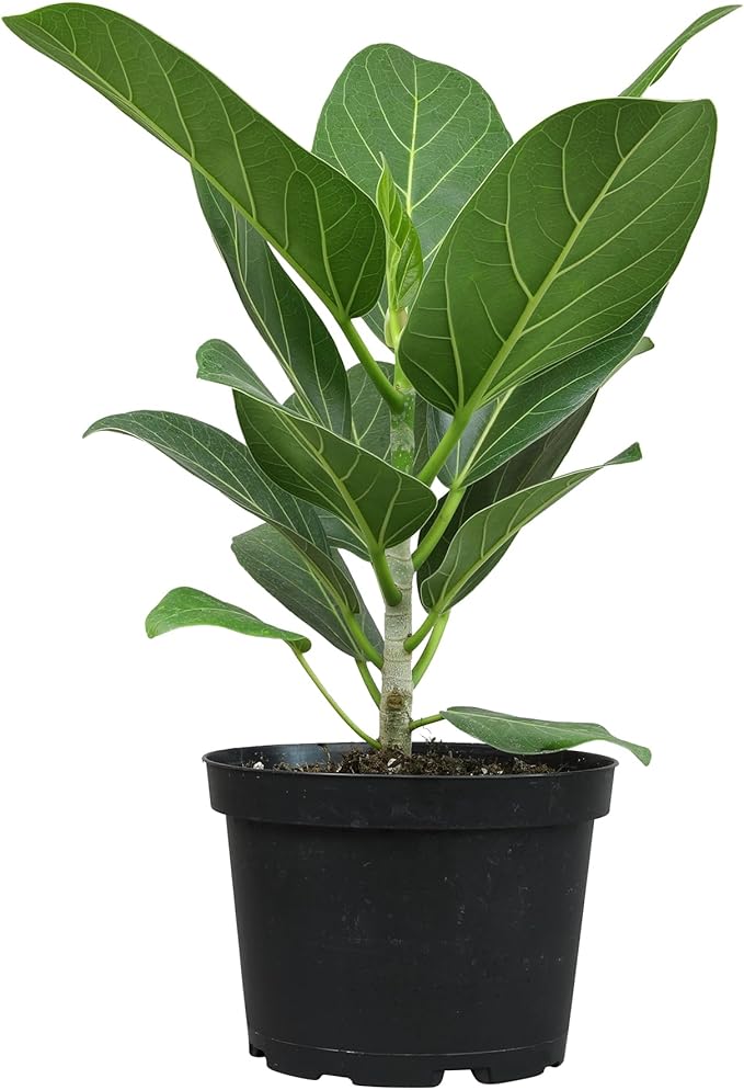 Audrey Ficus Tree Live Plant (Approx. 16" Tall) in 6 Inch Pot, Air Purifying Plant, Easy Plant Decor, Ficus Audrey Plant Live Indoor Plant, House Plant, Desk Plant & Office Plant by Plants for Pets