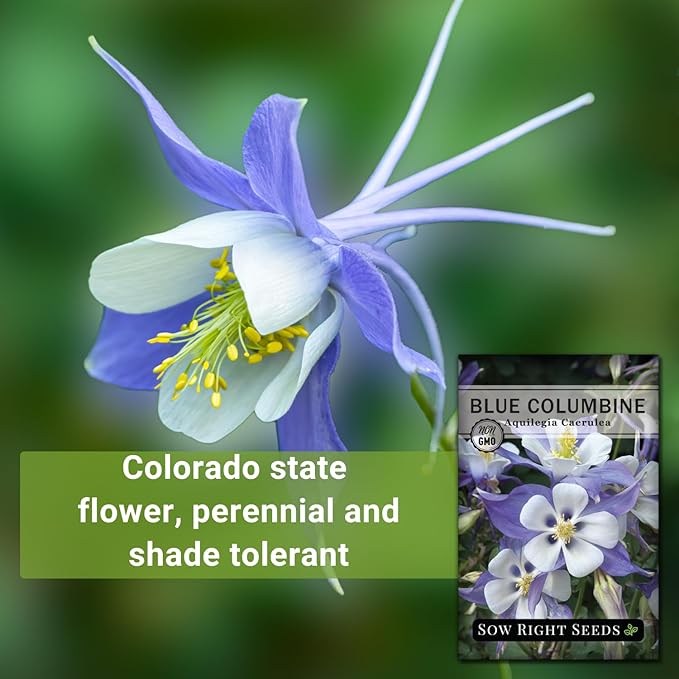 Sow Right Seeds - Blue Columbine Flower Seeds to Plant - Non-GMO Heirloom Packet With Instructions to Plant in Your Garden- Beautiful Perennial Flowers - Attract Hummingbirds, Bees and Butterflies (1)