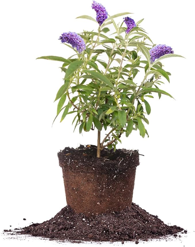 PERFECT PLANTS Nanho Butterfly Shrub 1 Gallon | Live Bush for Outdoor Planting | Attracting Pollinators Like Butterflies, Bees, and Hummingbirds | Gorgeous Purple Flowers in Spring