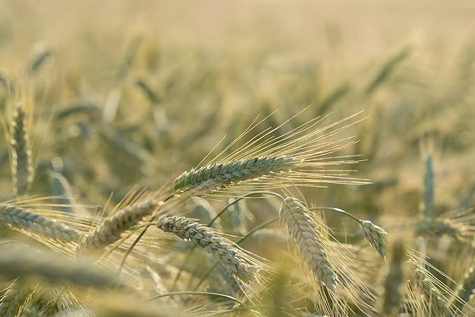 All Good Things Organic Hard Red Spring Wheat Seeds - Pack of 200, Heirloom Seeds for Planting Grains, Vegetables - Gardening Supplies, Vegetable Garden - Non-GMO, Open Pollinated, from USA