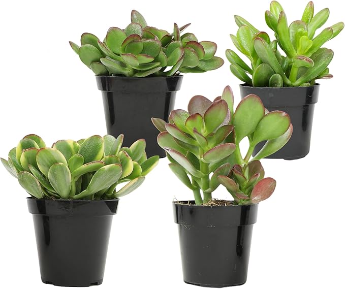 Altman Plants Live Jade Plant Collection (4PK), Classic Jade Plants in 2.5" Pots, Mini Succulents, Sunset Jade, Live Succulents, Crassula Ovata, Variegated Live Plants & House Plants in Succulent Soil