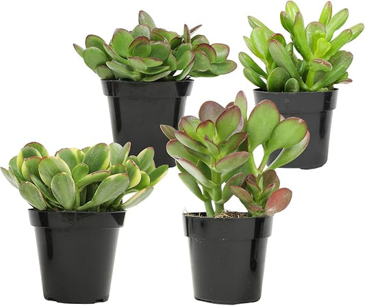Altman Plants Live Jade Plant Collection (4PK), Classic Jade Plants in 2.5" Pots, Mini Succulents, Sunset Jade, Live Succulents, Crassula Ovata, Variegated Live Plants & House Plants in Succulent Soil
