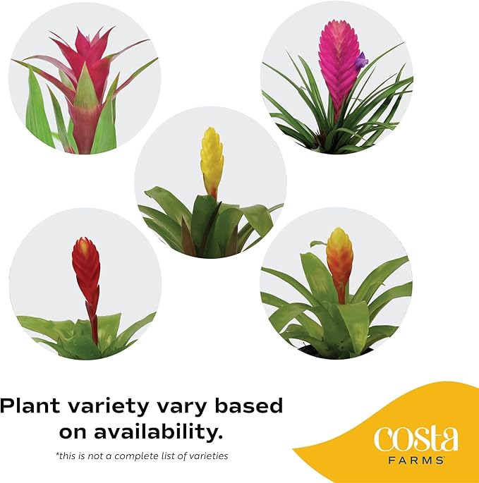 Costa Farms Bromeliad, Flowering Live Indoor Plant in Modern Flower Pot, Houseplant with Flowers in Potting Soil, Grower's Choice, New House Gift, Home or Room Decor, 20-Inches Tall