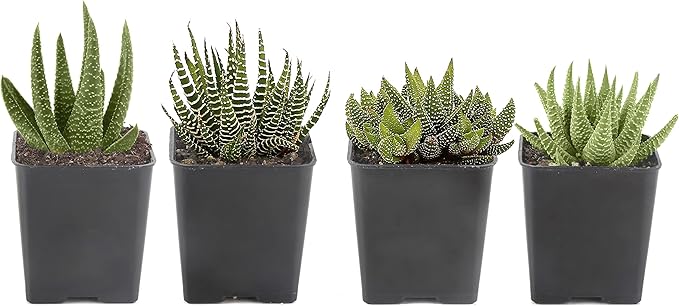 Costa Farms, Succulents, Fully Rooted, Live Indoor Plant, 2.5-Inch Haworthia, in Grower's Pot, 4-Pack