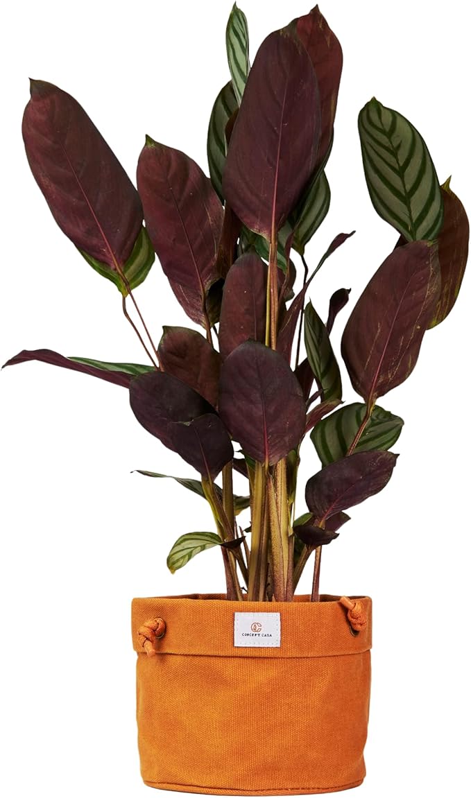 Waxed Canvas Handmade Hanging Planter for Indoor/Outdoor Plants, Hanging Basket Plant Holder Dijon Yellow