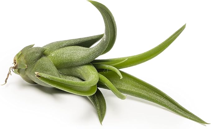 Altman Plants, 12 Air Plant Variety Pack - Small Tillandsia Terrarium Kit - Assorted Species of Live Tillandsia Tropical House Plants for Sale, 2 to 5 Inches Each - Air Plants for Indoor Home Decor