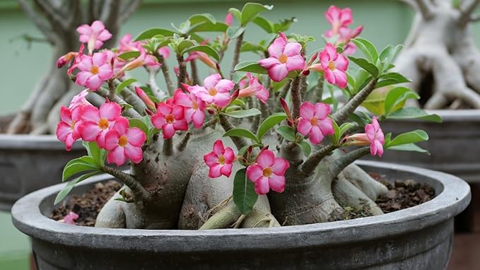Desert Rose Potting Mix - Crafted for Superior Performance and Stunning Blooms - 10 QUARTS