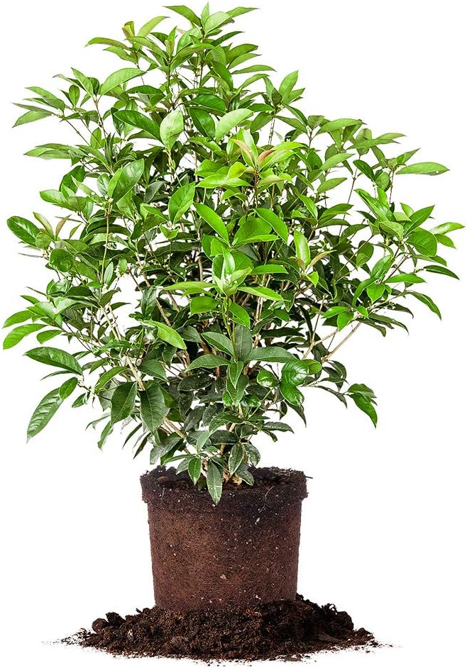 PERFECT PLANTS Tea Olive Live Plant, 3 Gallon, Green