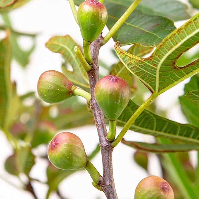 Southern Living Plant Collection 2 Gallon 'Little Miss Figgy' Fig Plant
