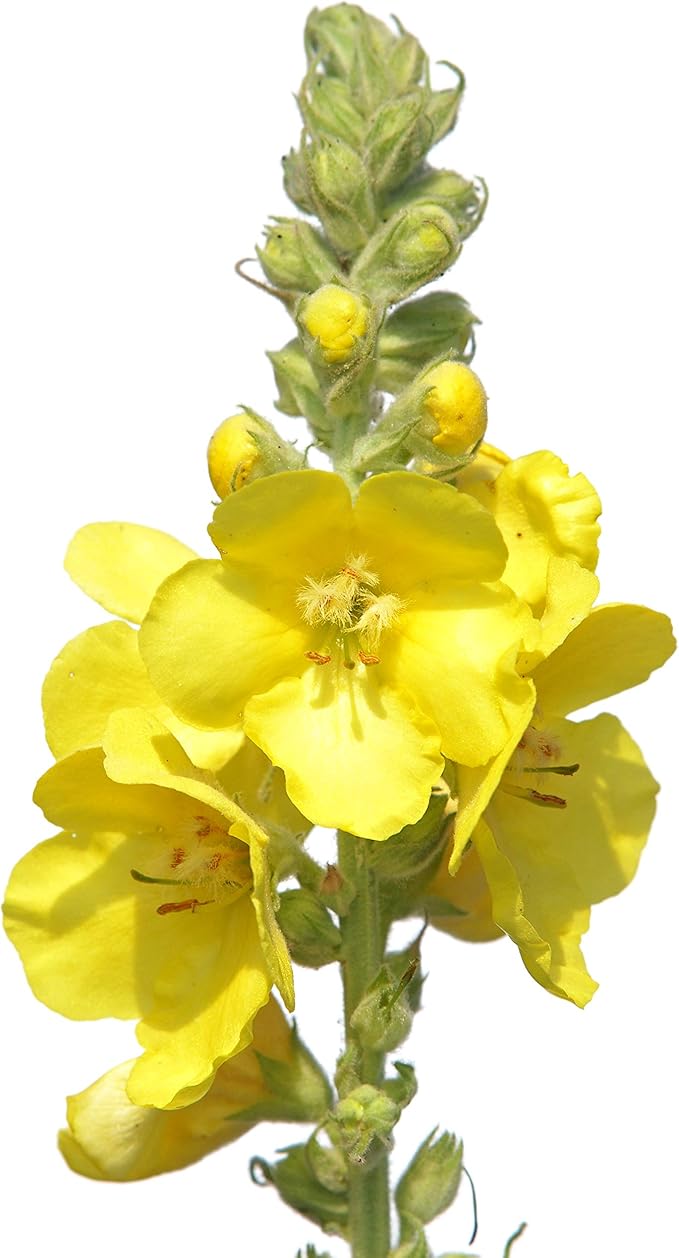 Great Mullein Verbascum thapsus 150 Seeds Heirloom- Non GMO - Open Pollinated